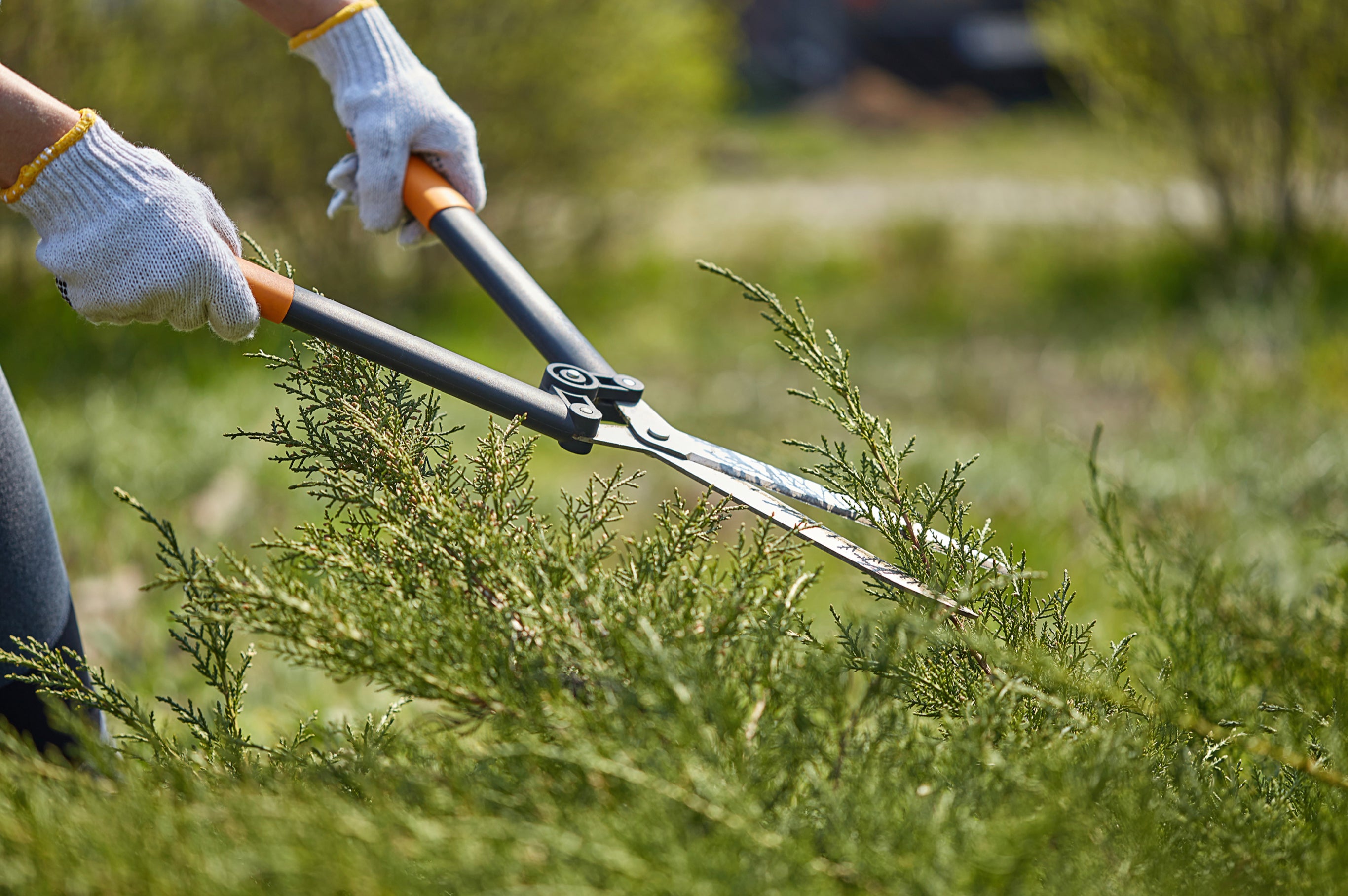 someone trimming hedges