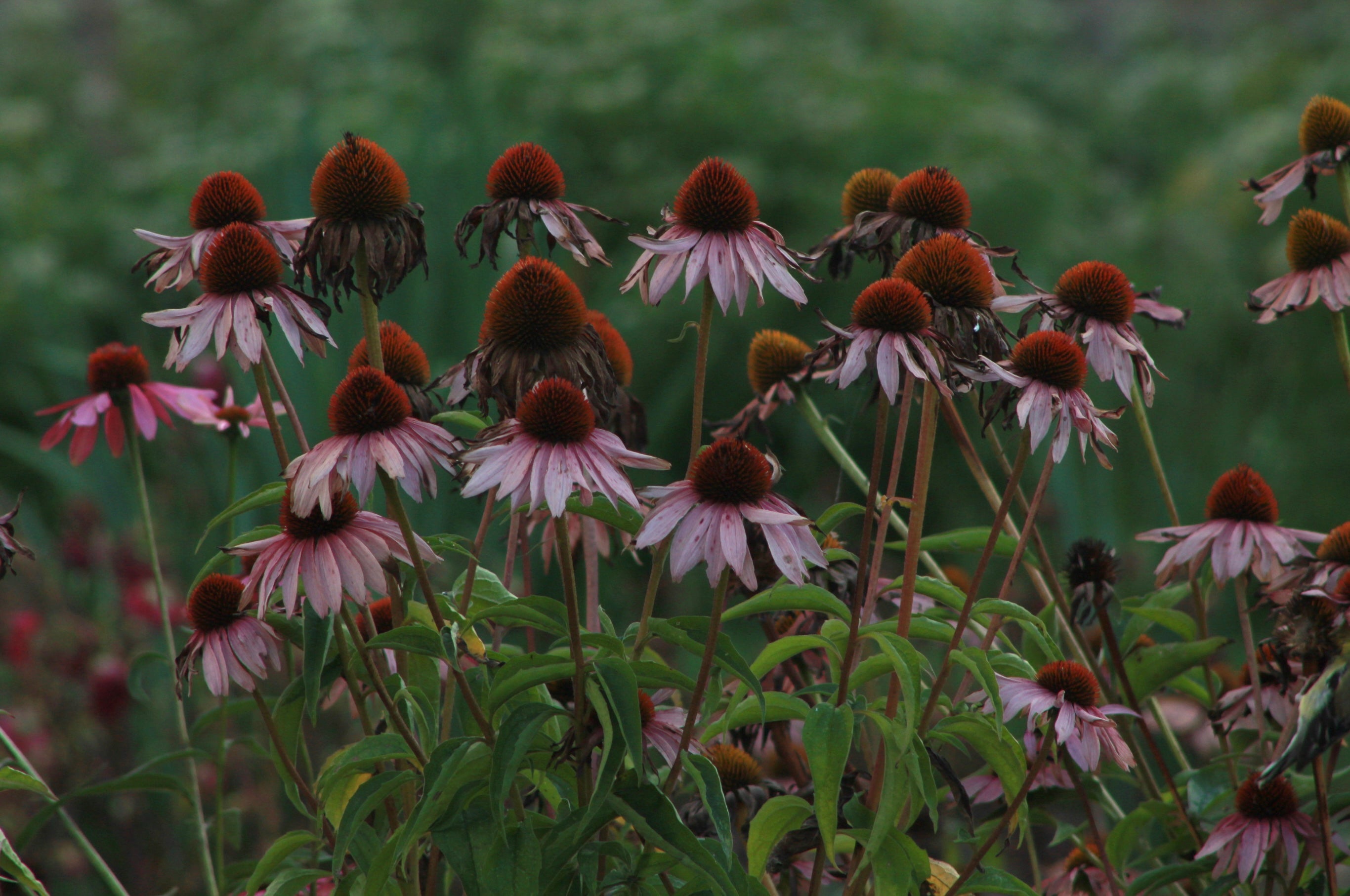 purple cone echinacea flower