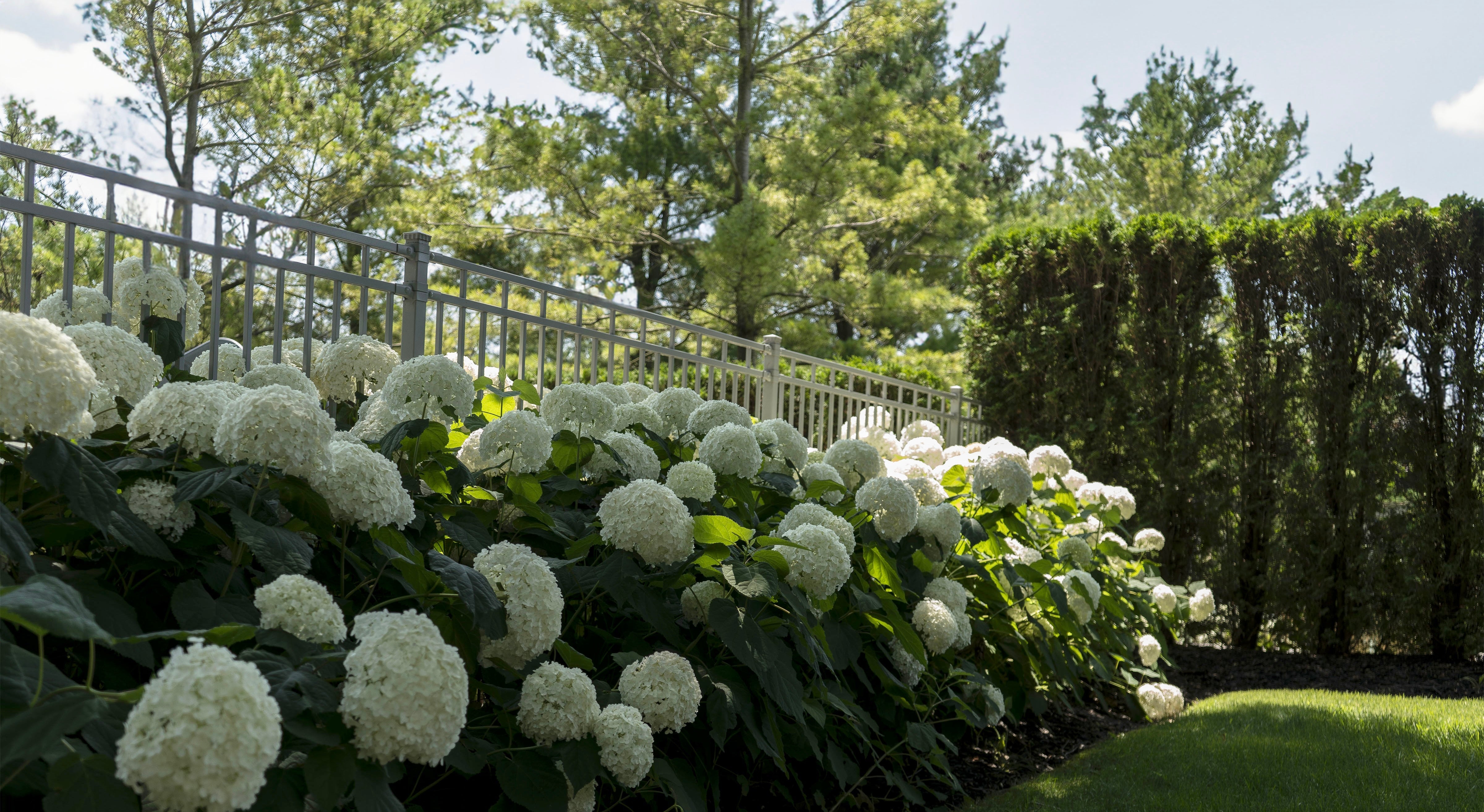 A stunning landscape design featuring a border of vibrant white hydrangeas blooming against a backdrop of lush greenery.