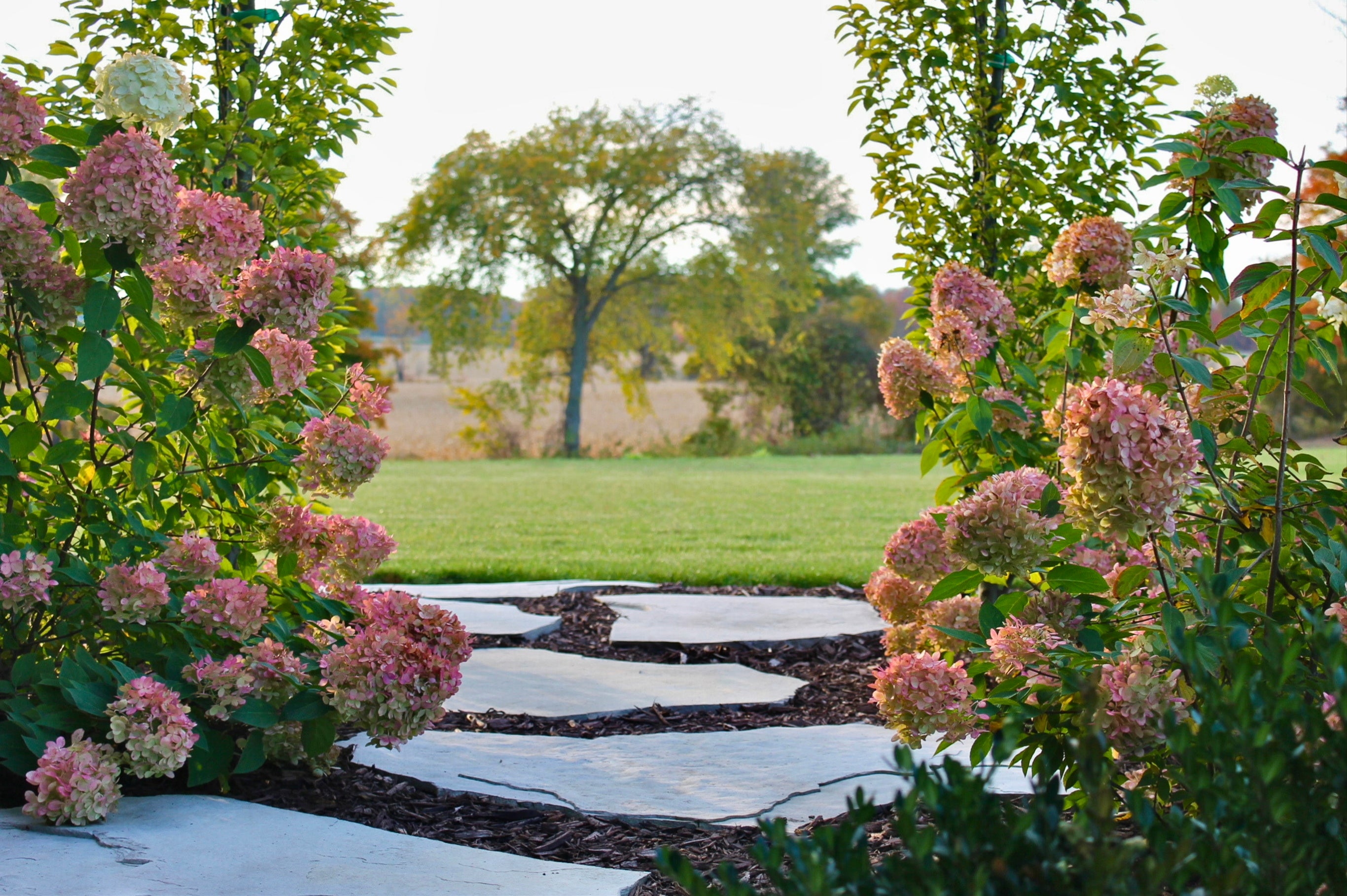 zoomed in photo of stone pathway leading to grass field, on either side of the path there are hydrangeas 